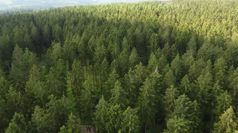 Green forest, thousands of trees in the nature of Germany. Aerial view. Stock Footage 156377594