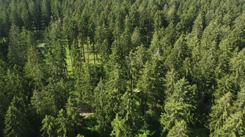 Green forest, thousands of trees in the nature of Germany. Aerial view. Stock Footage 156377597