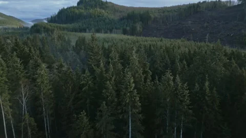 Green forest tilt down to deforested clearcut landscape with access road Stock Footage 263125794