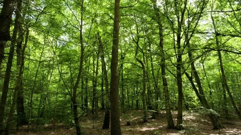 Green forest tilting shot from canopy to ground 動画素材 337734498