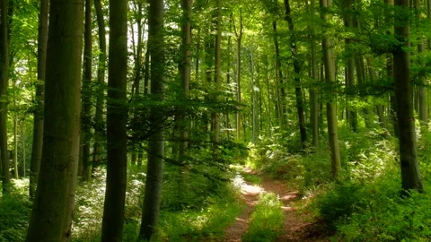 Green forest tilting shot Stock Footage 135406269