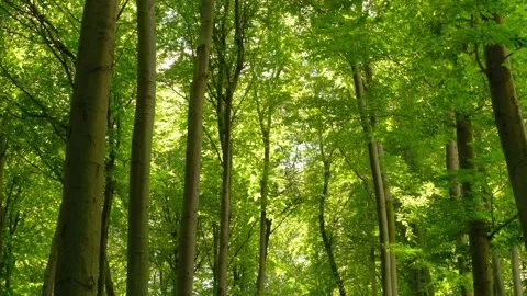 Green forest tilting shot Stock Footage 135406356