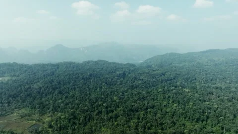 Green forest top view Stock Footage 257061857