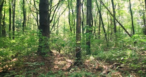 Green forest trail pan and tilt up towards the blinding sun Stock Footage 112583578