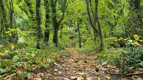 Green forest trail with trees, leaves and peaceful natural scenery Stock Footage 319985243