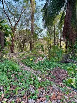 Green forest with trash Stock Photos