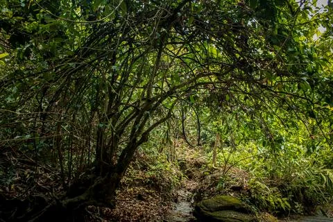 Green Forest Tree Arch with Sunlight Filtering Through Leaves, Bangladesh Stock Photos