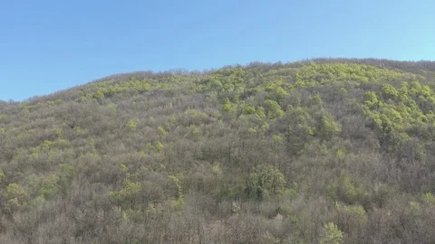Green forest tree crowns by early spring 4K drone video Stock Footage 115644184