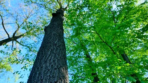 Green forest. Tree with green Leaves and sun light Video stock 72997245