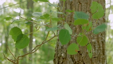 Green forest tree leaves blowing during a windy day in Michigan Video stock 89501323