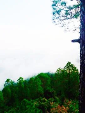 Green forest tree Stock Photos