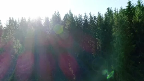 Green forest tree in shadow and then sun light appear Stock Footage 319895687