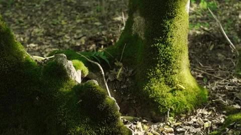 Green forest, tree stump covered with moss, macro shot of delicate green moss gr Stock Footage 293683736