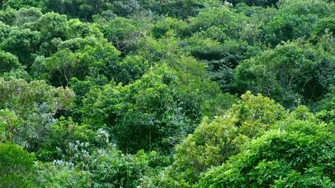 Green Forest Tree in wind Stock Footage 81699698
