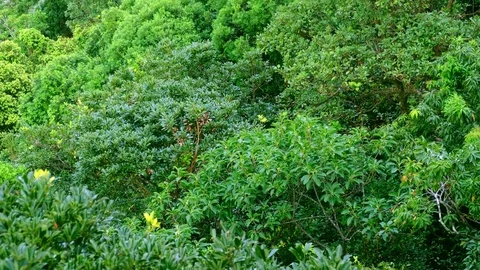 Green Forest Tree in wind Stock Footage 81699774