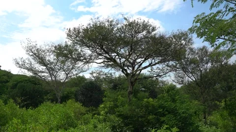 Green forest trees and cloudy blue sky, landscape, wide shot Stock Footage 291188085