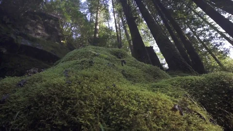 Green Forest Trees and Moss Close Up Slow Motion Stock Footage 98862268