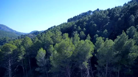 Green Forest, trees and mountains. Video stock 147927381