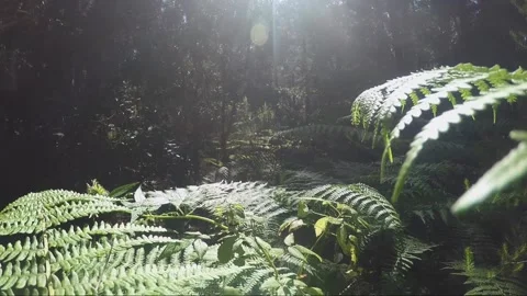 Green forest trees and nature scenic place Stock Footage 133872431