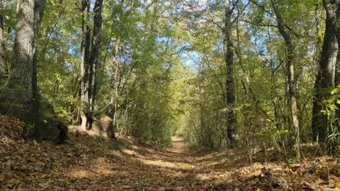 Green Forest Trees in Daylight with Shadows and Leafy Ground Stock Footage 320771294
