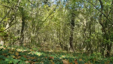 Green Forest Trees in Daylight with Shadows and Leafy Ground Video stock 320771357