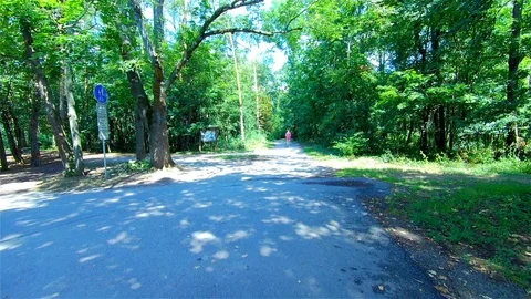 Green Forest, Trees in the Forest, Summer Landscape Stock Footage 113626221
