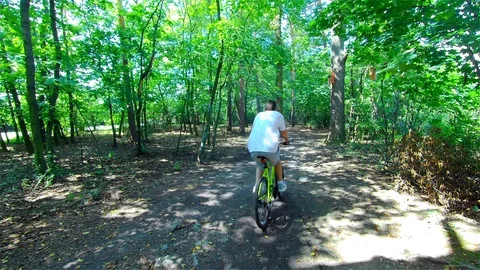 Green Forest, Trees in the Forest, Summer Landscape Stock Footage 113626604