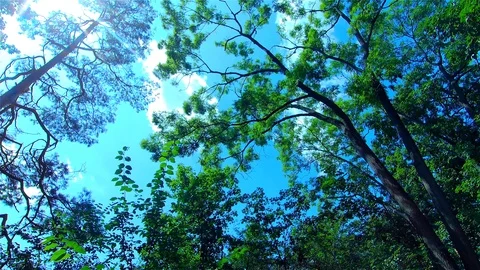 Green Forest, Trees in the Forest, Summer Landscape Stock Footage 113626829