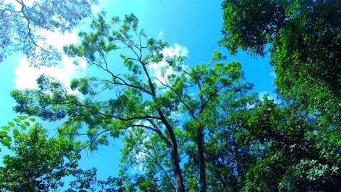 Green Forest, Trees in the Forest, Summer Landscape Stock Footage 113626915