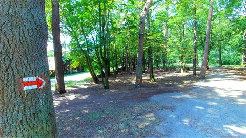Green Forest, Trees in the Forest, Summer Landscape Stock Footage 113626936