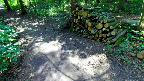 Green Forest, Trees in the Forest, Summer Landscape Stock Footage 113626974