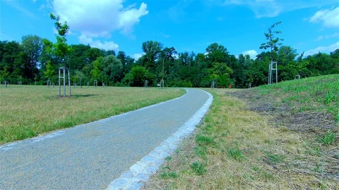 Green Forest, Trees in the Forest, Summer Landscape Stock Footage 113627439