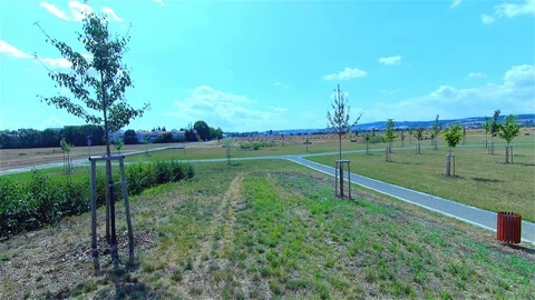 Green Forest, Trees in the Forest, Summer Landscape Stock Footage 113627552