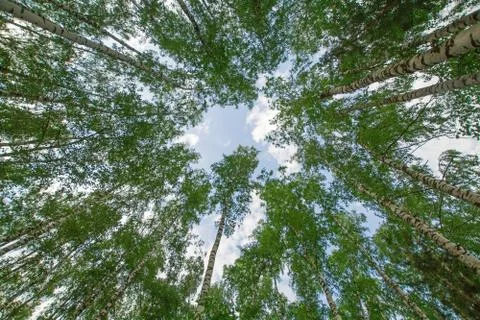 Green forest trees frame abstract natural background Stock Photos