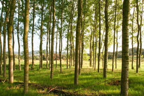 Green forest trees growing in spring woodland Stock Photos