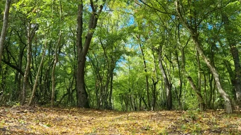 Green forest trees illuminated by sunlight in peaceful woodland scene Stock Footage 319526366