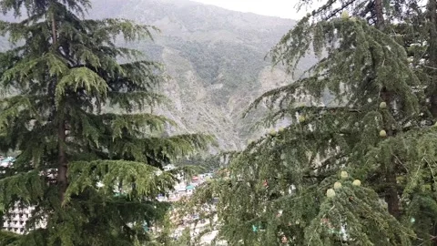 Green forest trees moving around Stock Footage 155152009