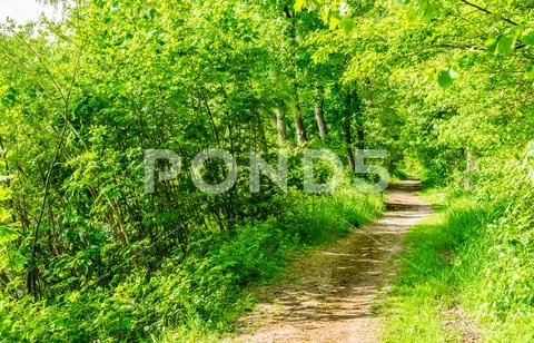 Green forest trees with pathway and sunshine Stock Photos