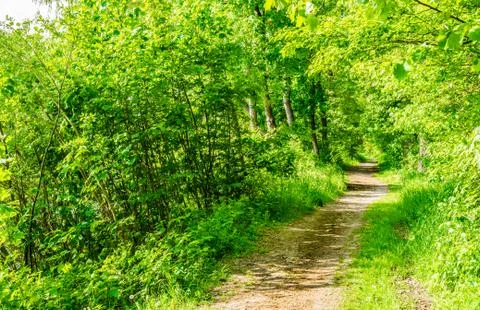 Green forest trees with pathway and sunshine Stock Photos