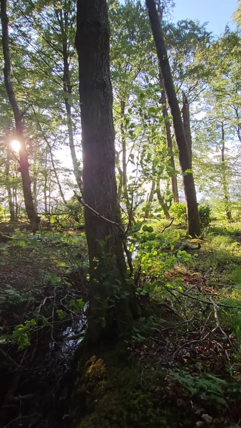 Green Forest. Trees pattern. Camera movement inside the forest. Wonderful green Stock Footage 309047899