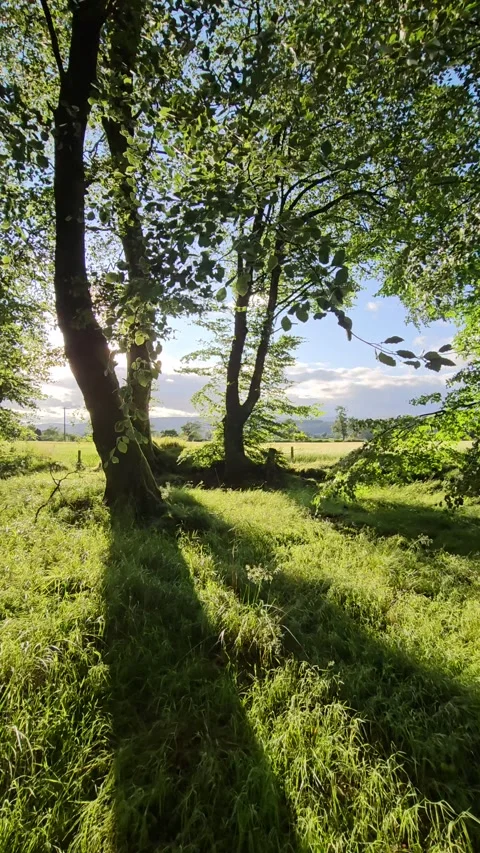 Green Forest. Trees pattern. Camera movement inside the forest. Wonderful green Video stock 309047912