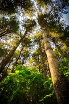 Green Forest Trees in Perspective Stock Photos
