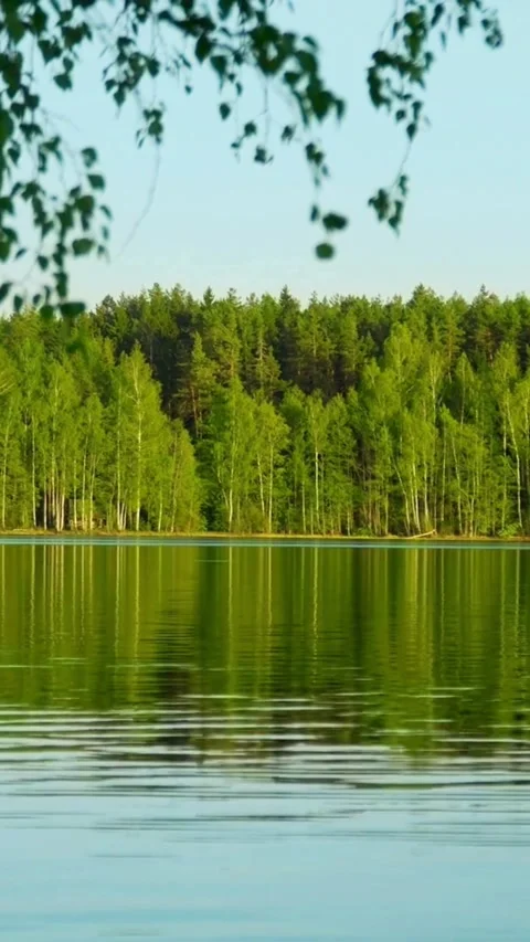 Green forest trees reflect in calm lake water surface Video stock 334184655