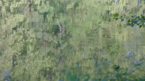 Green forest trees reflecting on a rippling water surface with soft out of focus Видео 335694342