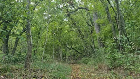 Green Forest Trees with Sunlight and Fresh Nature Landscape Scene Stock Footage 320161871