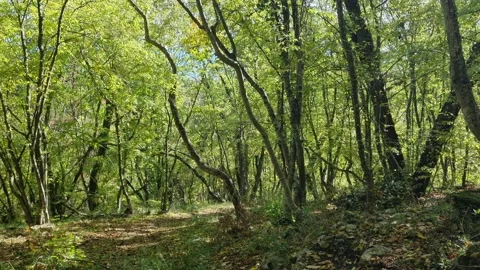 Green forest trees with sunlight and peaceful natural woodland atmosphere Stock Footage 320521375