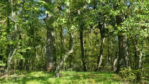 Green Forest Trees with Sunlight and Natural Summer Foliage View Stock Footage 320771291