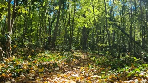 Green forest trees with sunlight shining through in peaceful nature Stock Footage 320521333