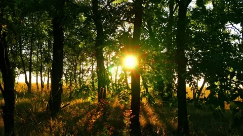 Green forest trees at sunset. sunny sunset torch Stock Footage 79996282
