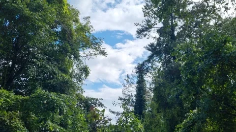 Green forest trees under blue sky with moving white clouds Stock Footage 319742705